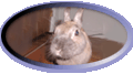 php-rabbit.gif